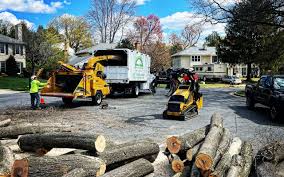 Why Choose Our Tree Removal Services in Lagrange, GA?